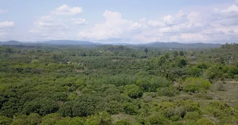 Aerial drone view with forward motion over dense green jungle and trees Stock Footage 106675869