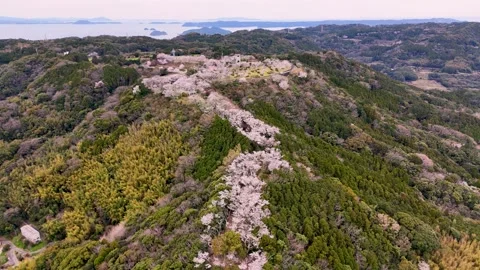 Aerial Drone View of Full Bloom Mountain Cherry Blossoms Japan Stock Footage 336720171