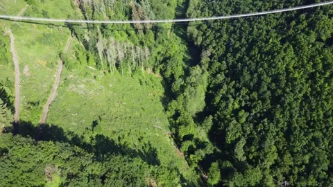 Aerial Drone View of Geierlay Bridge over Forest with Logged Slope, Germany Stock Footage 332134056