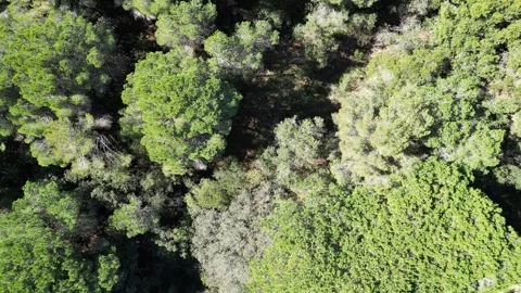 Aerial drone view, going up over the forest with green pine trees, 4K Stock Footage 274519705