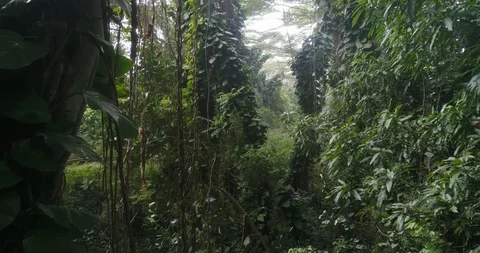 Aerial drone view going through a rainforest, hawaii Stock Footage 135273114
