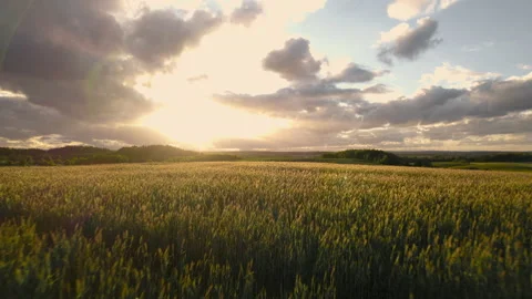 Aerial drone view of golden fields with dramatic colorful skies at sunset Stock Footage 195948613