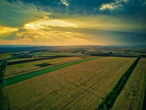 Aerial drone view of grain fields, wheat during golden sunset. Agricultural p Stock-Fotos