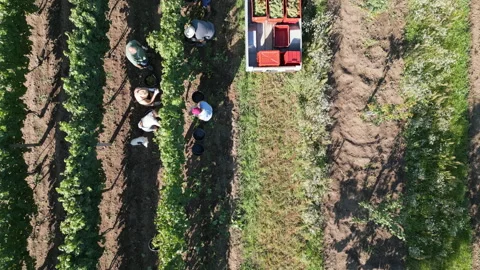 Aerial drone view of grape wine harvesting in vineyard. Stock Footage 255718732