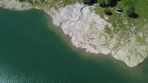 Aerial Drone View of Grazing Cows by a Stunning Alpine Lake in the Austrian.. Stock Footage 338387613