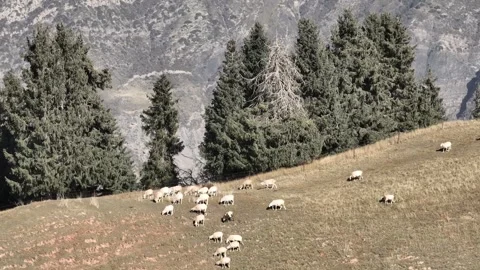 Aerial Drone View of Grazing Sheep in the Mountains | Scenic Pastoral Landscape Stock Footage 340086747