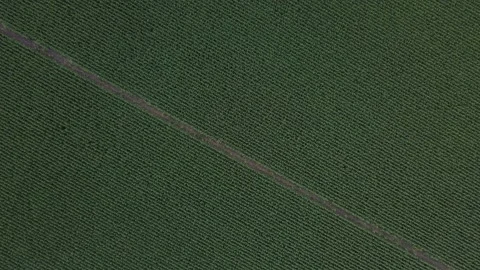 Aerial drone view of a green corn field in Dambach-La-Ville, France. Rows o.. Stock Footage 331860812