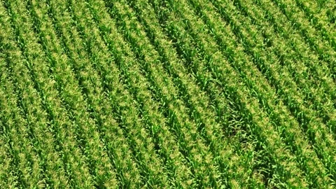 Aerial drone view of green corn plantation. Video stock 333355845