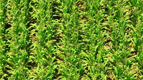 Aerial drone view of green corn plantation. Video stock 333355867