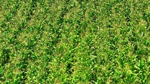 Aerial drone view of green corn plantation. 스톡 동영상 333355882