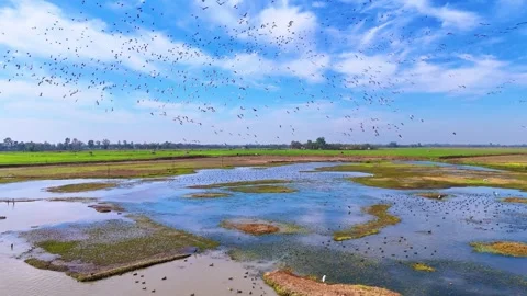 Aerial drone view of green fields and wetland under the watchful eyes of flying Stock Footage 310936443