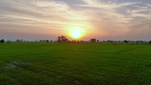 Aerial drone view of green fields turning gold under the setting sun. Stock Footage 310937171