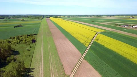 Aerial drone view of green fields and forest landscape Stock Footage 317751065