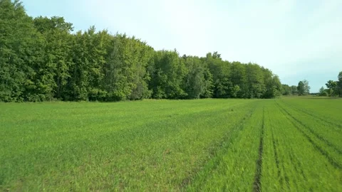 Aerial drone view of green fields and forest landscape Stock Footage 317831514