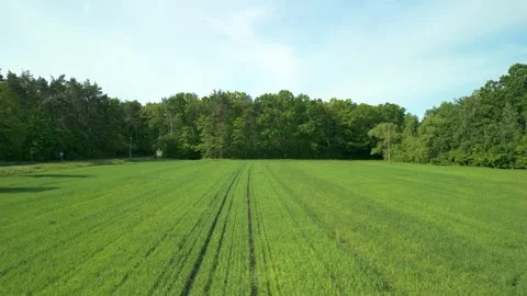 Aerial drone view of green fields and forest landscape Stock Footage 317832133