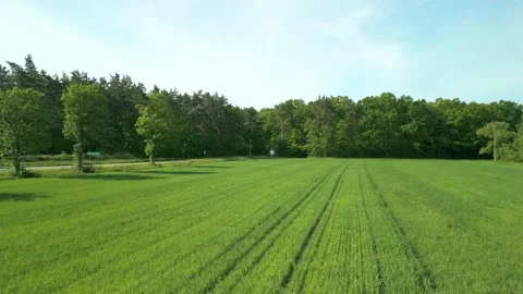 Aerial drone view of green fields and forest landscape Stock Footage 317832880