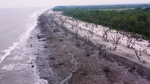 Aerial Drone View of Green Forest and Ocean Stock Footage 321750175