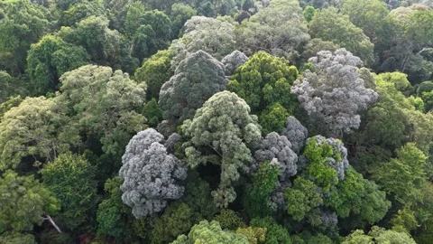 Aerial drone view of green forest bukit panchor canopy Stock-Footage 337544444