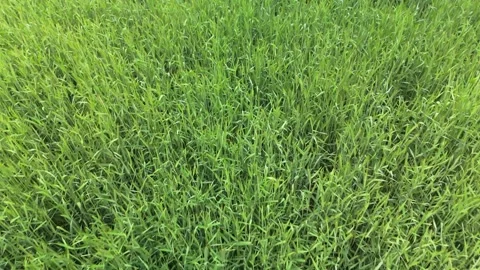 Aerial drone view of green grass field Stock Footage 317834341