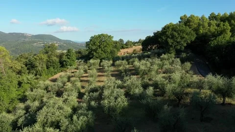 Aerial drone view of Green olive garden on a mountain slope Stock Footage 196489618
