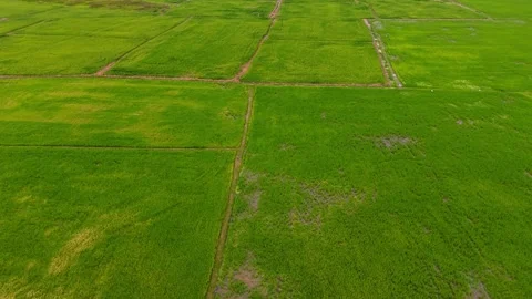 Aerial drone view of green paddy field plots Video stock 337538764