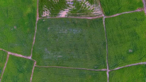 Aerial drone view of green paddy field plots and paths Stock-Footage 337729987