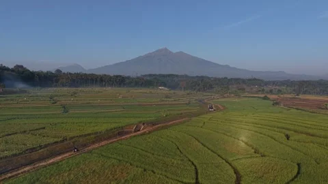 Aerial drone view of green rice paddy fields with mountain backdrop Stock Footage 342636009