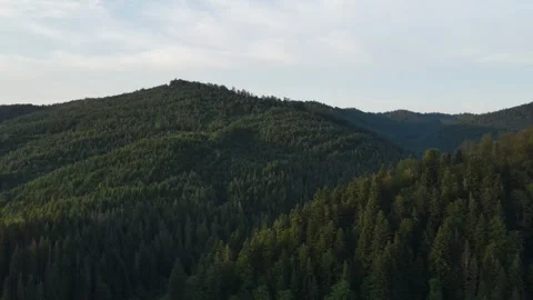 Aerial drone view of green spruce forest and amazing mountains during sunset Stock Footage 339633340