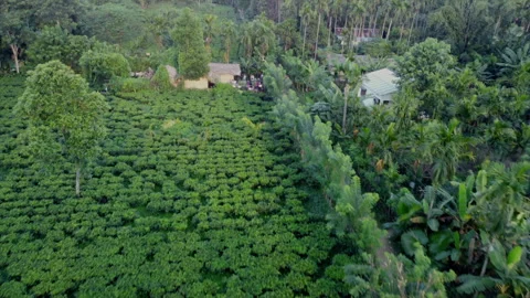 Aerial Drone View Of Green Tea Garden Plantation In Assam India Vídeos de archivo 346776460