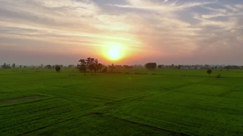 Aerial drone view of green textures glowing beneath the sunset. Stock Footage 310937348