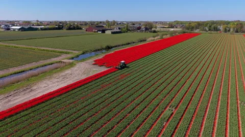 An aerial drone view of a green tractor pulling a topping machine harvester Video stock 336229977