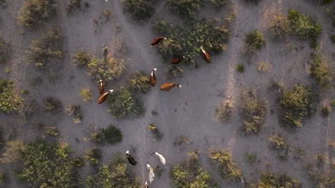 Aerial drone view of a group of cows grazing in a natural and peaceful envi.. Stock Footage 283020508