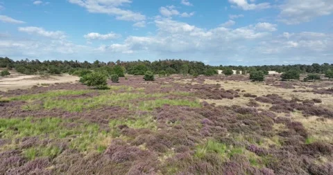 Aerial drone view of heather or heath vegetation. Stock Footage 254109224