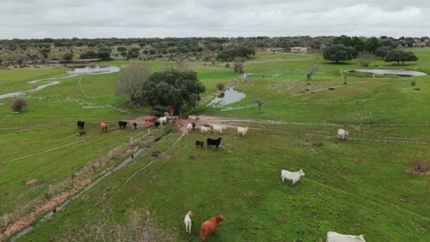 Aerial drone view of a herd of cows grazing and walking in a green pasture Stock Footage 329034499