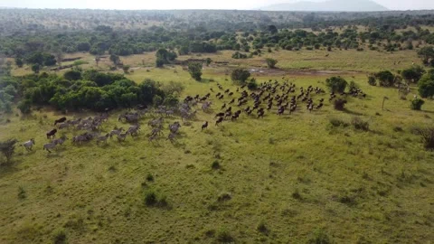 Aerial Drone View of a herd of Wildebeest and Zebra Running in Maasai Mara 動画素材 330981518
