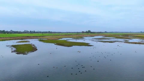 Aerial drone view highlighting the contrast between deep green fields and Stock Footage 310936047