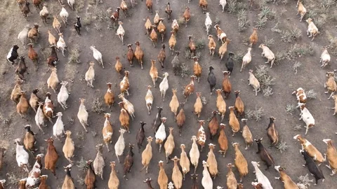 Aerial drone view of a huge herd of cows and young calves Stock Footage 266099805