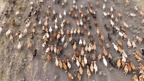 Aerial drone view of a huge herd of cows and young calves Stock Footage 266504081