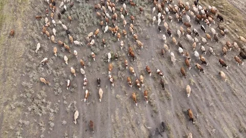 Aerial drone view of a huge herd of cows and young calves Stock Footage 267830126