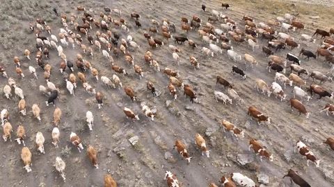 Aerial drone view of a huge herd of cows and young calves Stock Footage 303940289