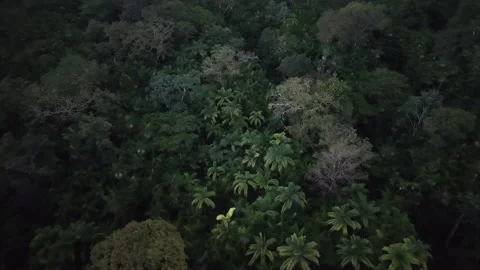 Aerial Drone View of Ilha do Combu Amazon River Island in Para Brazil Stock Footage 335633191