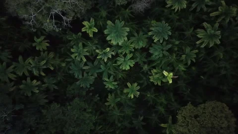 Aerial Drone View of Ilha do Combu Amazon River Island in Para Brazil Stock Footage 335633212