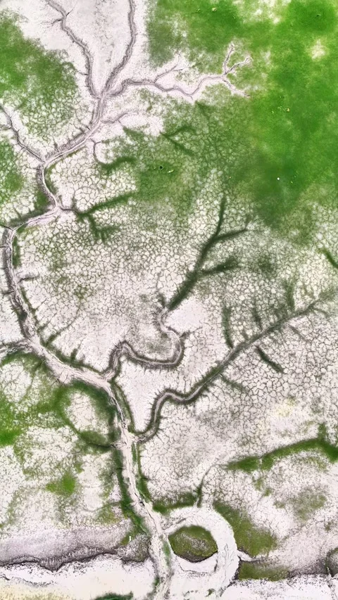 Aerial Drone View of Intricate Tidal Tree Patterns Qiantang River China Stock Footage 342599087
