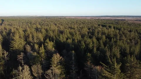 Aerial Drone View of Jutland's Endless Pine Forest, Denmark Video stock 336477259