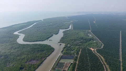 Aerial drone view of Kuala Gula mangrove forest and plantations Видео 332591676