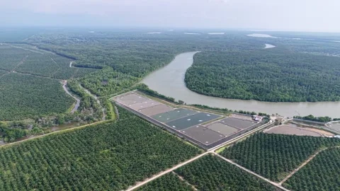 Aerial drone view of Kuala Gula oil palm plantation and river Vídeo Stock 333059175