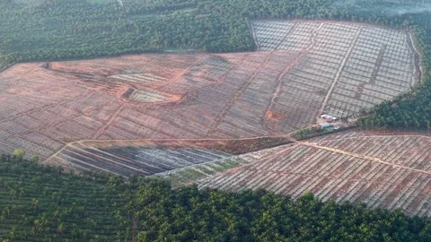Aerial Drone View of Land Clearing at Palm Oil Plantation Southeast Asia Stock Footage 333032801