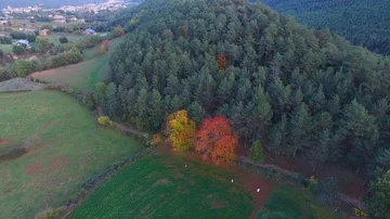 Aerial drone view of large color forests in autumn. Stock Footage 85793853