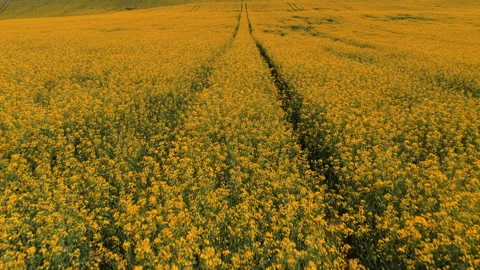 Aerial drone view of a large deciduous tree canopy beside a vivid yellow Stock Footage 336618473