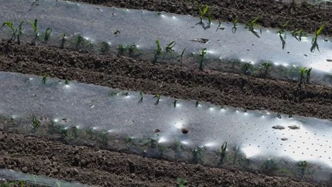Aerial drone view of a large field with crops shielded by a frost-protectio.. 스톡 동영상 276730679